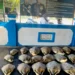 Bali Police Rescue 21 Endangered Sea Turtles as Wildlife Smuggling Network Comes Under Investigation 47 Photo: A man with the initials KS (67) and 21 smuggled green turtles were detained by the Bali Regional Police's Law Enforcement Sub-Directorate. (Doc. Bali Regional Police)