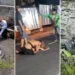 Photo collage of motorbike accidents involving tourists in Bali due to not being able to ride motorbikes (HEY BALI)
