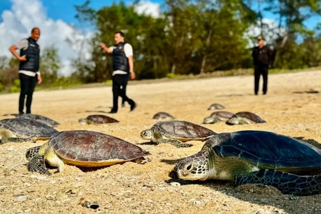Green sea turtle release at Serangan Beach, within the Kura Kura Bali Special Economic Zone (SEZ), Denpasar, on Wednesday (July 8, 2026). (KURA KURA BALI SEZ DOCUMENTATION)
