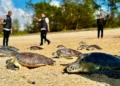 Green sea turtle release at Serangan Beach, within the Kura Kura Bali Special Economic Zone (SEZ), Denpasar, on Wednesday (July 8, 2026). (KURA KURA BALI SEZ DOCUMENTATION)