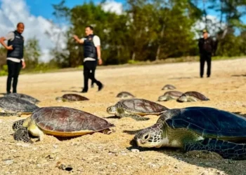 21 Rescued Green Sea Turtles Return to Bali's Waters After Surviving Illegal Wildlife Trade 42 Green sea turtle release at Serangan Beach, within the Kura Kura Bali Special Economic Zone (SEZ), Denpasar, on Wednesday (July 8, 2026). (KURA KURA BALI SEZ DOCUMENTATION)