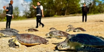 21 Rescued Green Sea Turtles Return to Bali's Waters After Surviving Illegal Wildlife Trade 5 Green sea turtle release at Serangan Beach, within the Kura Kura Bali Special Economic Zone (SEZ), Denpasar, on Wednesday (July 8, 2026). (KURA KURA BALI SEZ DOCUMENTATION)