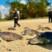 21 Rescued Green Sea Turtles Return to Bali's Waters After Surviving Illegal Wildlife Trade 48 Green sea turtle release at Serangan Beach, within the Kura Kura Bali Special Economic Zone (SEZ), Denpasar, on Wednesday (July 8, 2026). (KURA KURA BALI SEZ DOCUMENTATION)