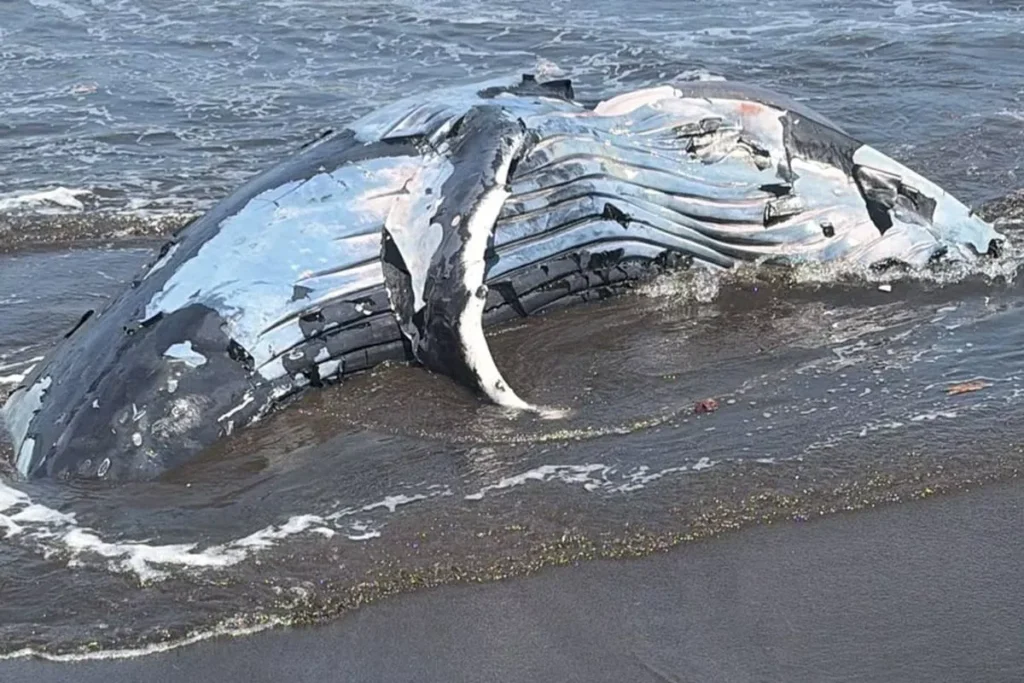 The carcass of a humpback whale, previously buried at Perancak Beach in Jembrana District, Bali, resurfaced on Thursday (July 16, 2026). (Perancak Village Head, I Nyoman Wijana.)