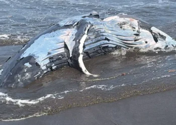 The carcass of a humpback whale, previously buried at Perancak Beach in Jembrana District, Bali, resurfaced on Thursday (July 16, 2026). (Perancak Village Head, I Nyoman Wijana.)