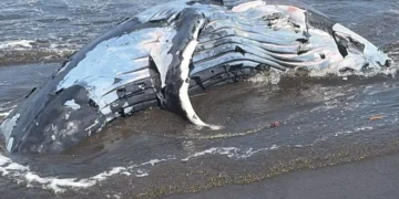 The carcass of a humpback whale, previously buried at Perancak Beach in Jembrana District, Bali, resurfaced on Thursday (July 16, 2026). (Perancak Village Head, I Nyoman Wijana.)