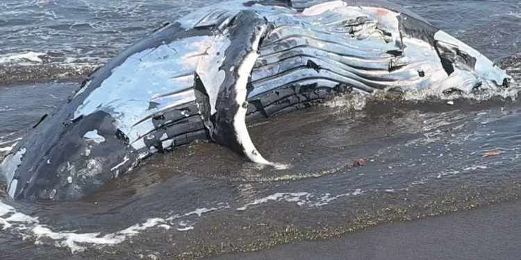 The carcass of a humpback whale, previously buried at Perancak Beach in Jembrana District, Bali, resurfaced on Thursday (July 16, 2026). (Perancak Village Head, I Nyoman Wijana.)