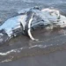 Buried Humpback Whale Carcass Resurfaces on Bali's Jembrana Beach as Tides Erode Grave Site 44 The carcass of a humpback whale, previously buried at Perancak Beach in Jembrana District, Bali, resurfaced on Thursday (July 16, 2026). (Perancak Village Head, I Nyoman Wijana.)