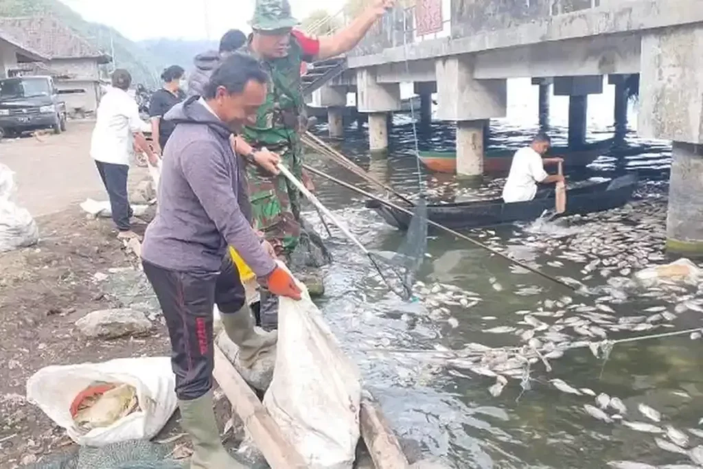 CLEANUP – Officials and local residents cleaning up dead fish in Lake Batur during a sulfur upwelling event in 2025.