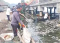 CLEANUP – Officials and local residents cleaning up dead fish in Lake Batur during a sulfur upwelling event in 2025.