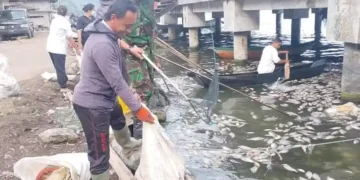CLEANUP – Officials and local residents cleaning up dead fish in Lake Batur during a sulfur upwelling event in 2025.