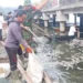 CLEANUP – Officials and local residents cleaning up dead fish in Lake Batur during a sulfur upwelling event in 2025.