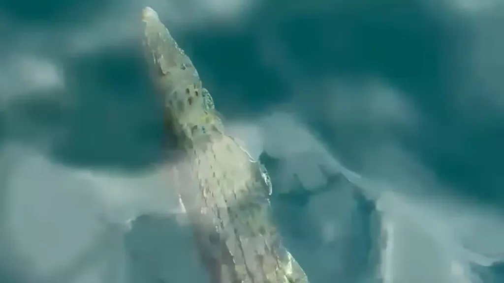 Photo: A crocodile appeared at several locations in the waters of Komodo National Park, Labuan Bajo, West Manggarai, East Nusa Tenggara (NTT), on Friday (July 17, 2026). (Courtesy)