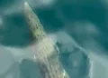 Crocodile Sighted in Komodo National Park Waters, Authorities Urge Tourists to Stay Out of the Water 48 Photo: A crocodile appeared at several locations in the waters of Komodo National Park, Labuan Bajo, West Manggarai, East Nusa Tenggara (NTT), on Friday (July 17, 2026). (Courtesy)