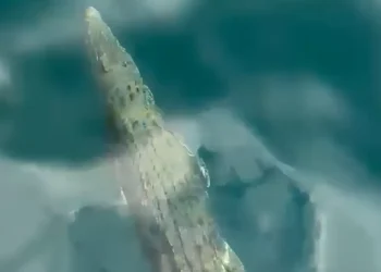 Photo: A crocodile appeared at several locations in the waters of Komodo National Park, Labuan Bajo, West Manggarai, East Nusa Tenggara (NTT), on Friday (July 17, 2026). (Courtesy)