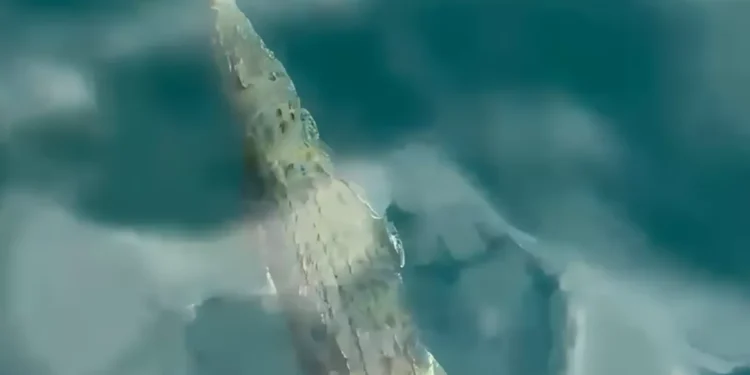 Photo: A crocodile appeared at several locations in the waters of Komodo National Park, Labuan Bajo, West Manggarai, East Nusa Tenggara (NTT), on Friday (July 17, 2026). (Courtesy)