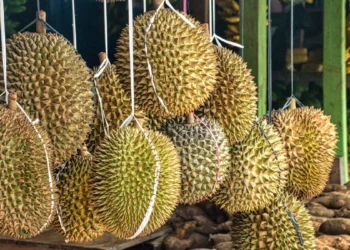A photo of durians being sold by the roadside in Indonesia.