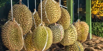 A photo of durians being sold by the roadside in Indonesia.