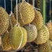 A photo of durians being sold by the roadside in Indonesia.