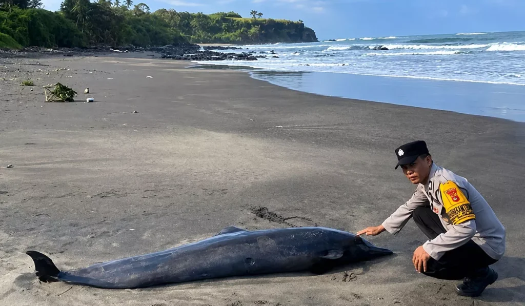 A dolphin was found dead after washing ashore at Soka Beach, West Selemadeg District, Tabanan, Bali, on Saturday (July 25, 2026). (Photo: Courtesy)