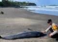A dolphin was found dead after washing ashore at Soka Beach, West Selemadeg District, Tabanan, Bali, on Saturday (July 25, 2026). (Photo: Courtesy)