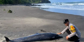 A dolphin was found dead after washing ashore at Soka Beach, West Selemadeg District, Tabanan, Bali, on Saturday (July 25, 2026). (Photo: Courtesy)