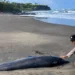 A dolphin was found dead after washing ashore at Soka Beach, West Selemadeg District, Tabanan, Bali, on Saturday (July 25, 2026). (Photo: Courtesy)
