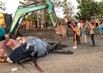 Photo: The burial process of a dead humpback whale at Perancak Beach, Jembrana, Thursday (July 16, 2026). (Courtesy of Jembrana Police)