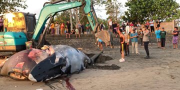 Humpback Whale Carcass Reburied on Bali's Perancak Beach After Tides Wash Body Back to Surface 4 Photo: The burial process of a dead humpback whale at Perancak Beach, Jembrana, Thursday (July 16, 2026). (Courtesy of Jembrana Police)