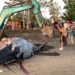 Photo: The burial process of a dead humpback whale at Perancak Beach, Jembrana, Thursday (July 16, 2026). (Courtesy of Jembrana Police)