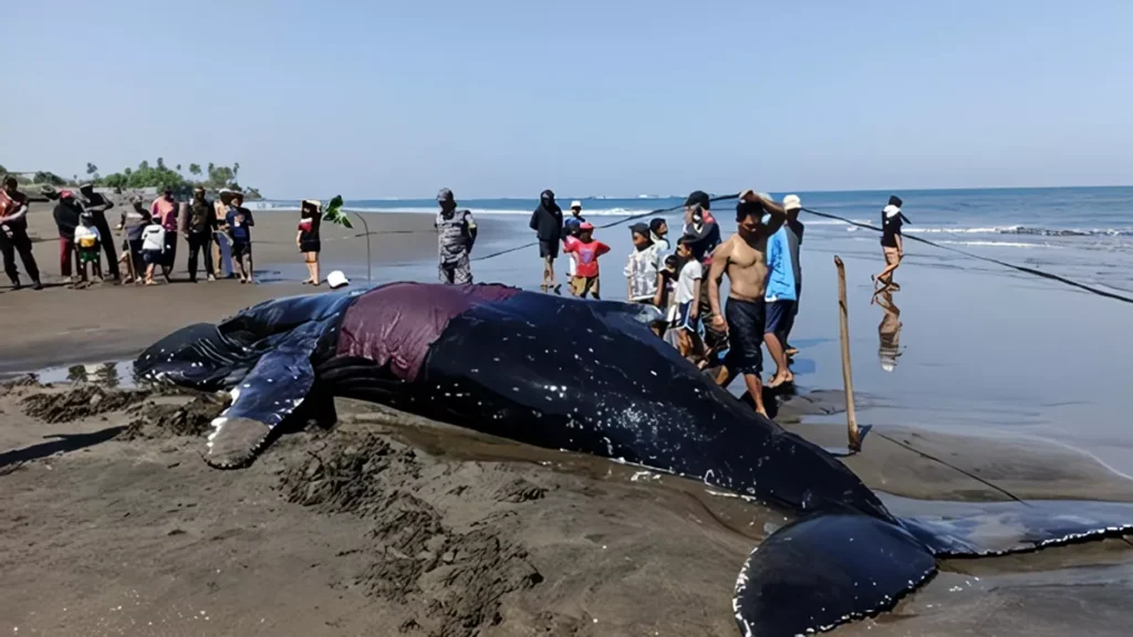 Rescuers Race to Save Giant Whale After It Becomes Stranded on Bali Beach 1 Photo: A giant whale stranded on the shore of Perancak Village Beach, Jembrana, Bali, on Tuesday (July 14, 2026). (Photo: I Putu Adi Budiastrawan/detikBali)