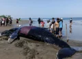 Photo: A giant whale stranded on the shore of Perancak Village Beach, Jembrana, Bali, on Tuesday (July 14, 2026). (Photo: I Putu Adi Budiastrawan/detikBali)