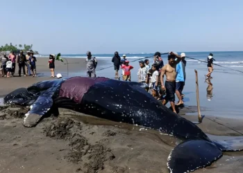 Photo: A giant whale stranded on the shore of Perancak Village Beach, Jembrana, Bali, on Tuesday (July 14, 2026). (Photo: I Putu Adi Budiastrawan/detikBali)