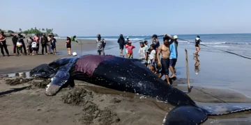 Photo: A giant whale stranded on the shore of Perancak Village Beach, Jembrana, Bali, on Tuesday (July 14, 2026). (Photo: I Putu Adi Budiastrawan/detikBali)