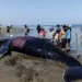 Rescuers Race to Save Giant Whale After It Becomes Stranded on Bali Beach 44 Photo: A giant whale stranded on the shore of Perancak Village Beach, Jembrana, Bali, on Tuesday (July 14, 2026). (Photo: I Putu Adi Budiastrawan/detikBali)