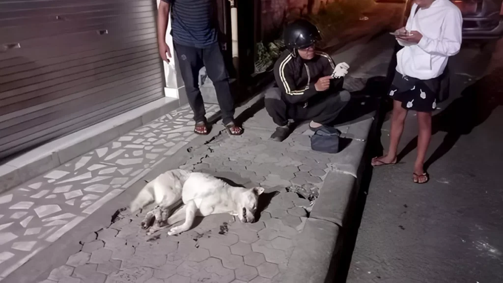 Photo: A white dog lying by the roadside after being culled by residents of Banjar Kawan, Bangli, on Tuesday (July 14, 2026). (Courtesy of Bangli Police)