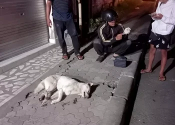 Photo: A white dog lying by the roadside after being culled by residents of Banjar Kawan, Bangli, on Tuesday (July 14, 2026). (Courtesy of Bangli Police)