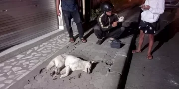 Photo: A white dog lying by the roadside after being culled by residents of Banjar Kawan, Bangli, on Tuesday (July 14, 2026). (Courtesy of Bangli Police)