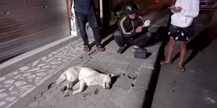 Chinese Tourist Bitten by Suspected Rabid Dog in Bali, Authorities Test Animal for Rabies 37 Photo: A white dog lying by the roadside after being culled by residents of Banjar Kawan, Bangli, on Tuesday (July 14, 2026). (Courtesy of Bangli Police)