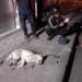 Photo: A white dog lying by the roadside after being culled by residents of Banjar Kawan, Bangli, on Tuesday (July 14, 2026). (Courtesy of Bangli Police)
