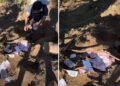Wild Monkeys Scatter American Tourist's Cash Across Lombok Trail, Guides Return Every Rupiah 49 Lombok guides recover tourist cash monkeys
