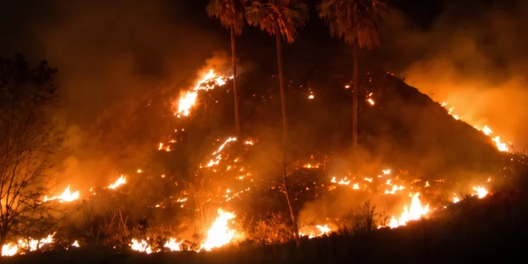 Fire Breaks Out Near Five-Star Resort in Labuan Bajo 37 Labuan Bajo savanna fire
