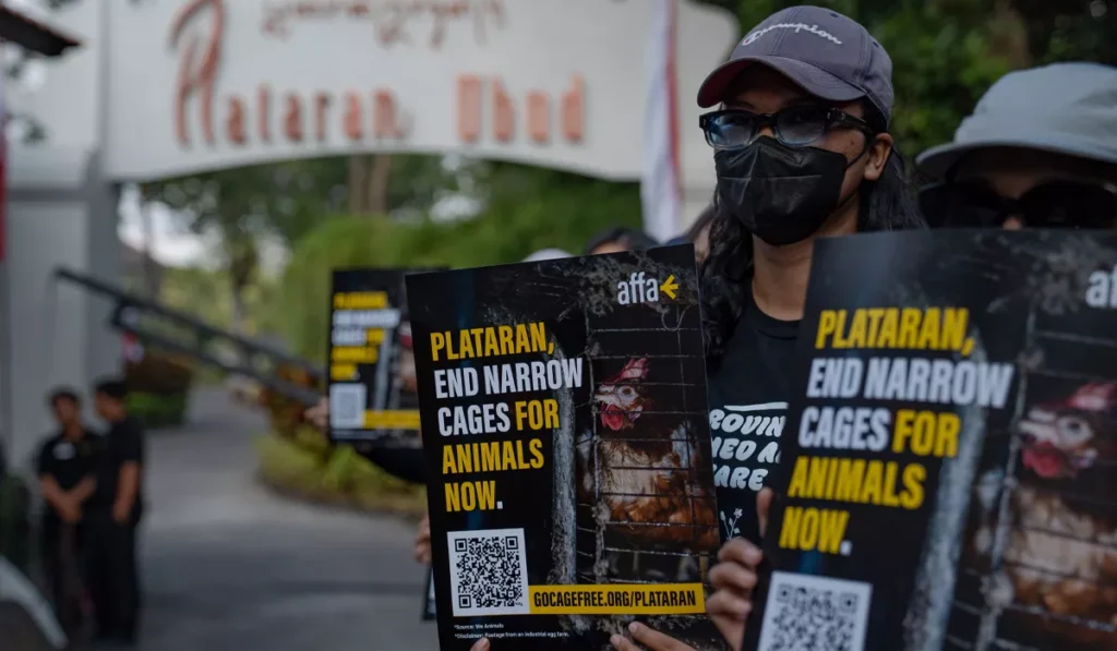 Cage-Free Protest Hits Plataran Ubud, Testing Bali's Luxury Hospitality Brands on Animal Welfare 38 Plataran cage-free egg protest