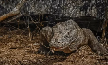 Komodo Island