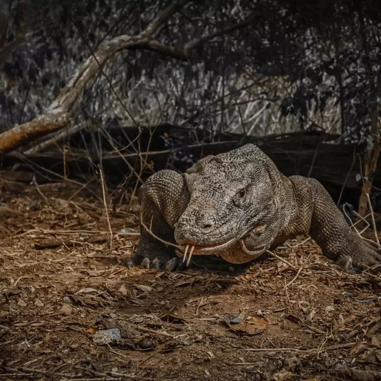 Komodo Island