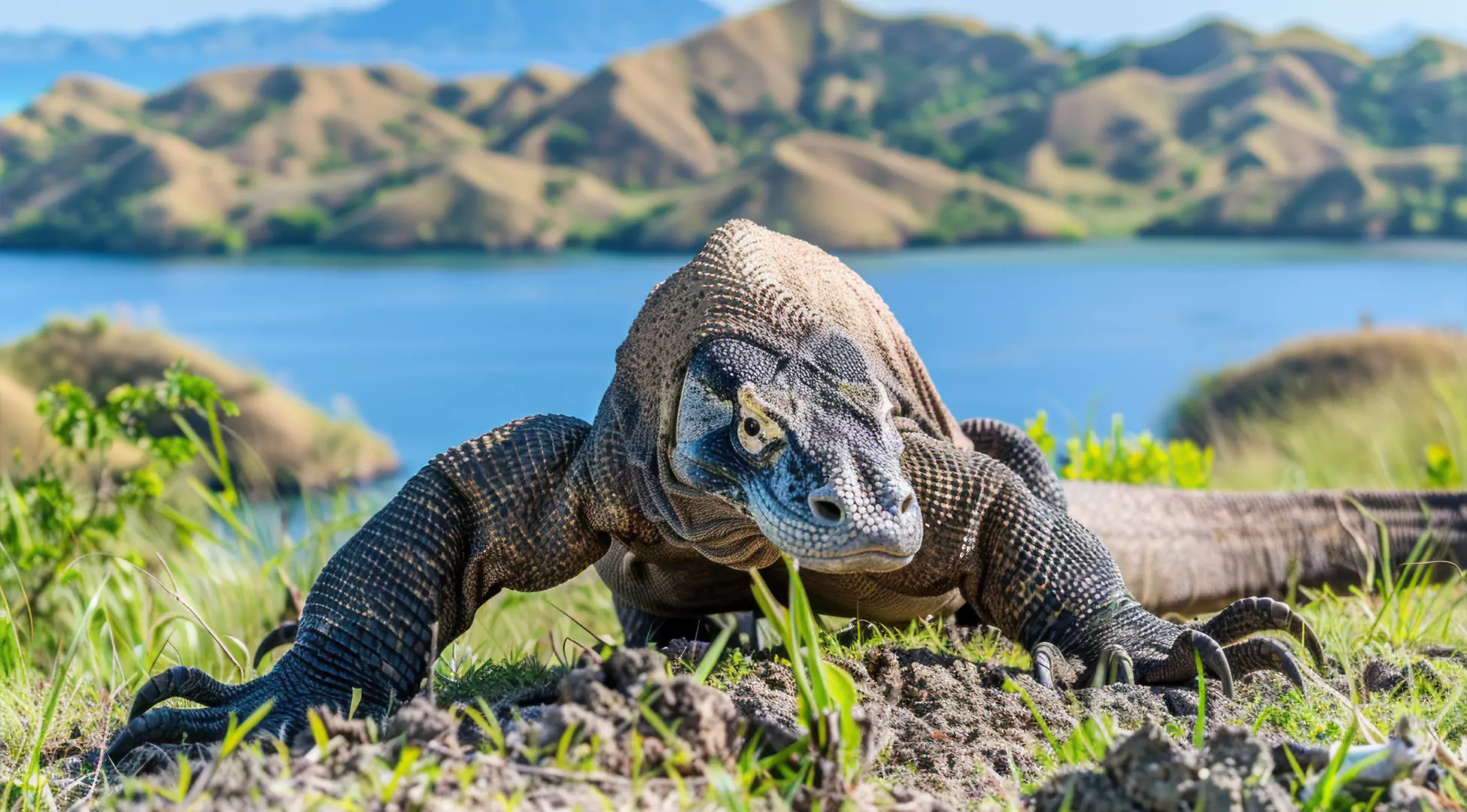 Komodo Island