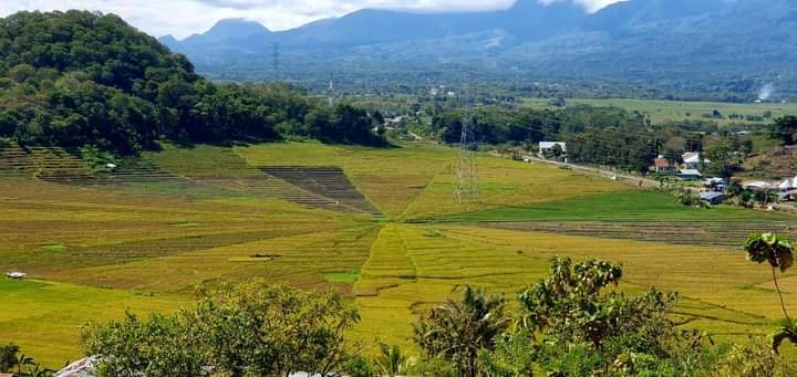 Spider Web Rice Fields