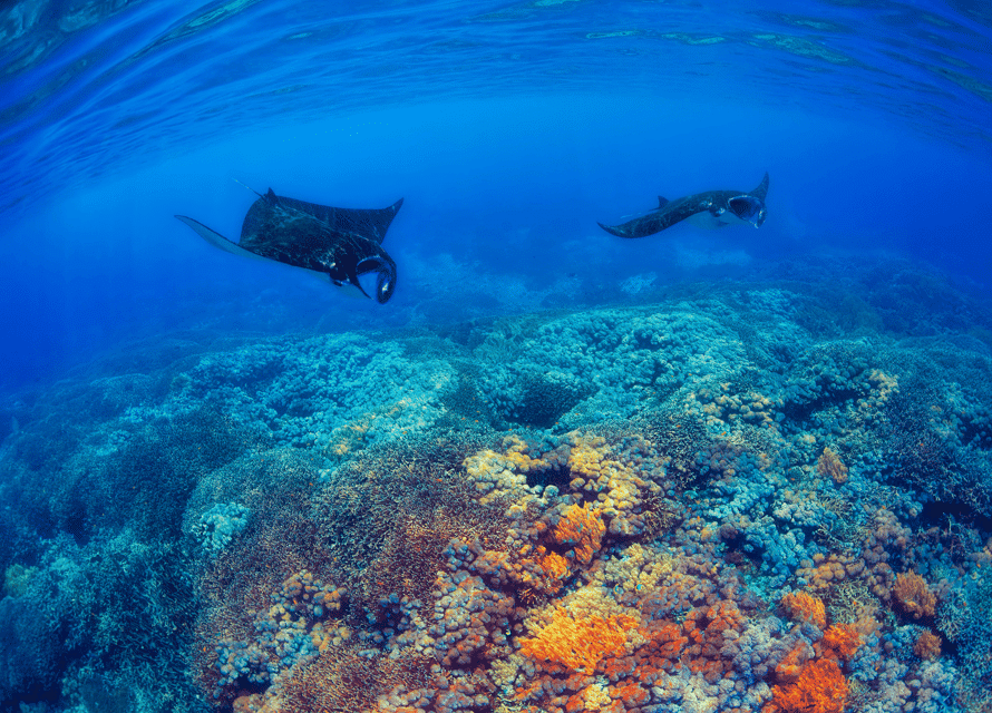 Manta Nusa penida