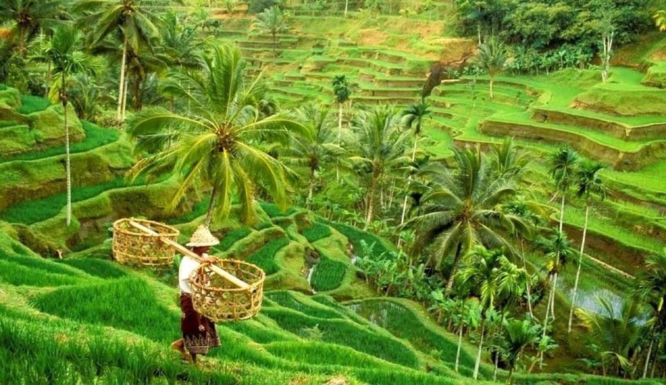 Tegalallang Ubud - Kintamani Day Tour