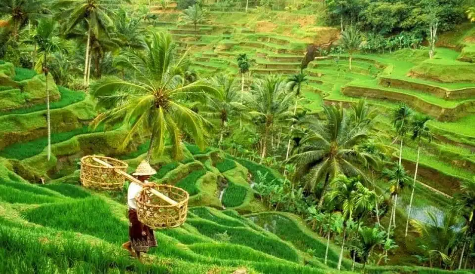 Tegalallang Ubud - Kintamani Day Tour